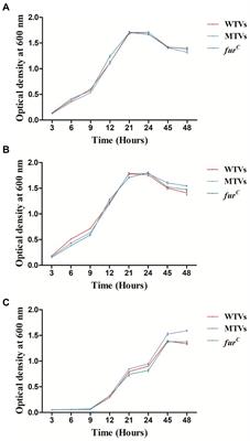 Vibrio splendidus Fur regulates virulence gene expression, swarming motility, and biofilm formation, affecting its pathogenicity in Apostichopus japonicus